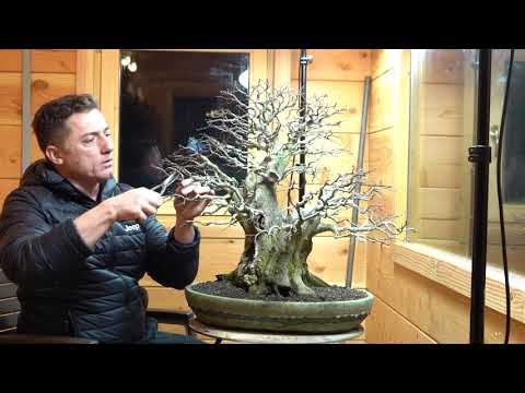 Season 2018. TREES - Carp 3