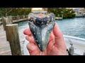 Found Megalodon Shark Tooth at Venice Beach! (Scuba Diving) Found Megalodon Shark Tooth at Venice Beach! (Scuba Diving)