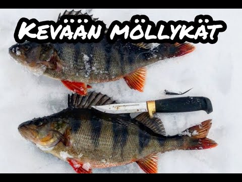 ISOJA PILKKIAHVENIA PIENESTÄ JÄRVESTÄ!