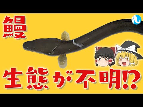 アンギラ ロストラータ