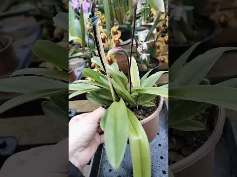 ZAP 11940050033 pedido de Maria de Goiás @Mais Orquídeas #flores #plantas #orquideas #jardim