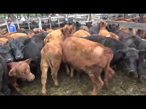 NOTA GUSTAVO POUYANNE - RAICES GANADERAS