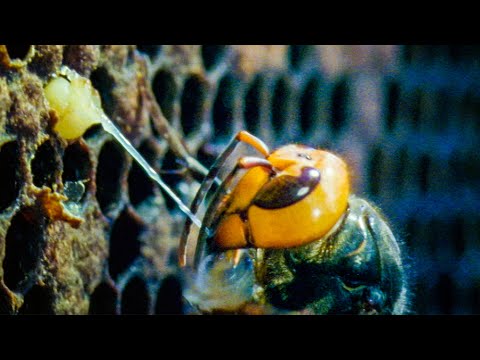 , title : 'Giant Hornets Massacre European Bees | Buddha Bees and The Giant Hornet Queen | BBC Earth'