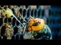 Giant Hornets Massacre European Bees | Buddha Bees and The Giant Hornet Queen | BBC Earth