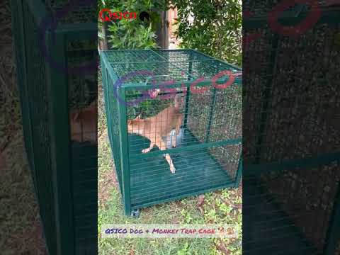 Animal Cages