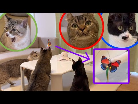 【衝撃】きんたろう大暴走!? 電動蝶々猫じゃらし初体験の爆笑リアクション🐾