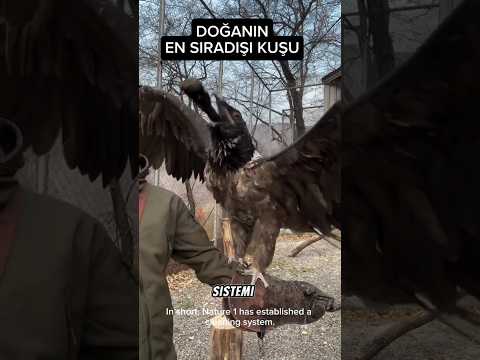 Dünyanın en sıradışı kuşu. Kemik yutan sakallı akbaba