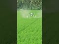 Agri Drone Sprayer Agriculture Agridrone Agritech Drone Modrenfarming Paddy Spray