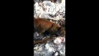 Red squirrel trapping