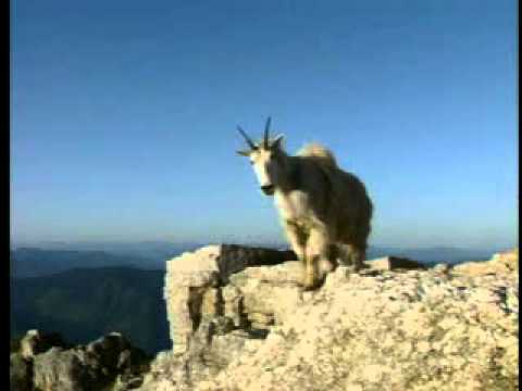 D4K: Mountain Goats
