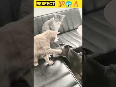 RESPECT 💯😡🔥।। CAT VS CAT FIGHT VIDEO।। #shorts