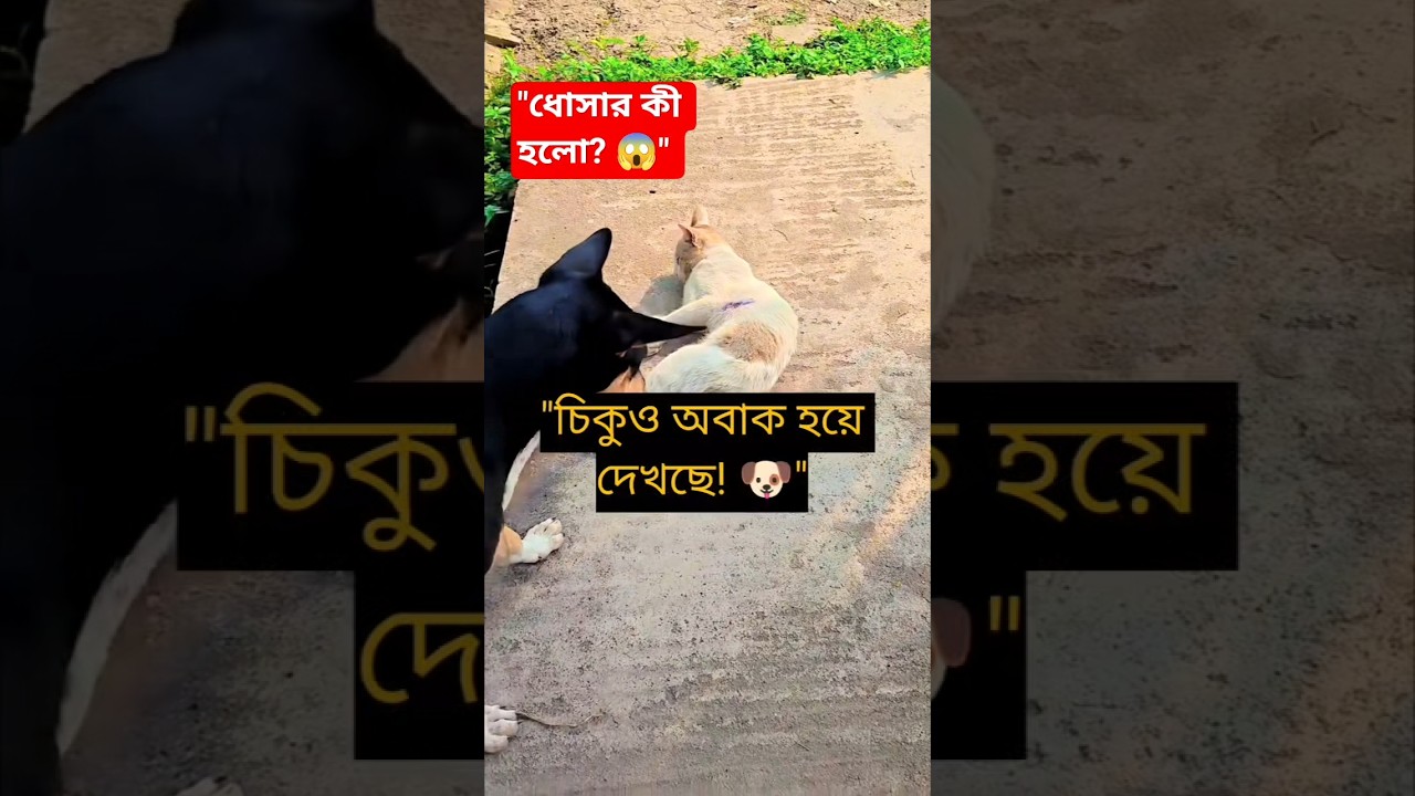 যখন ধোসার পিঠ চুলকায়! সাথে চিকুর কাণ্ড দেখুন 🐶🐾 #Shorts #DhosaAndCheku #FunnyPets
