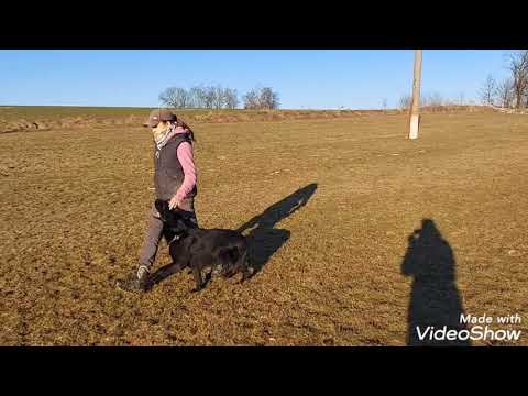 Zoey z Gargamellu -Obedience 3/2021