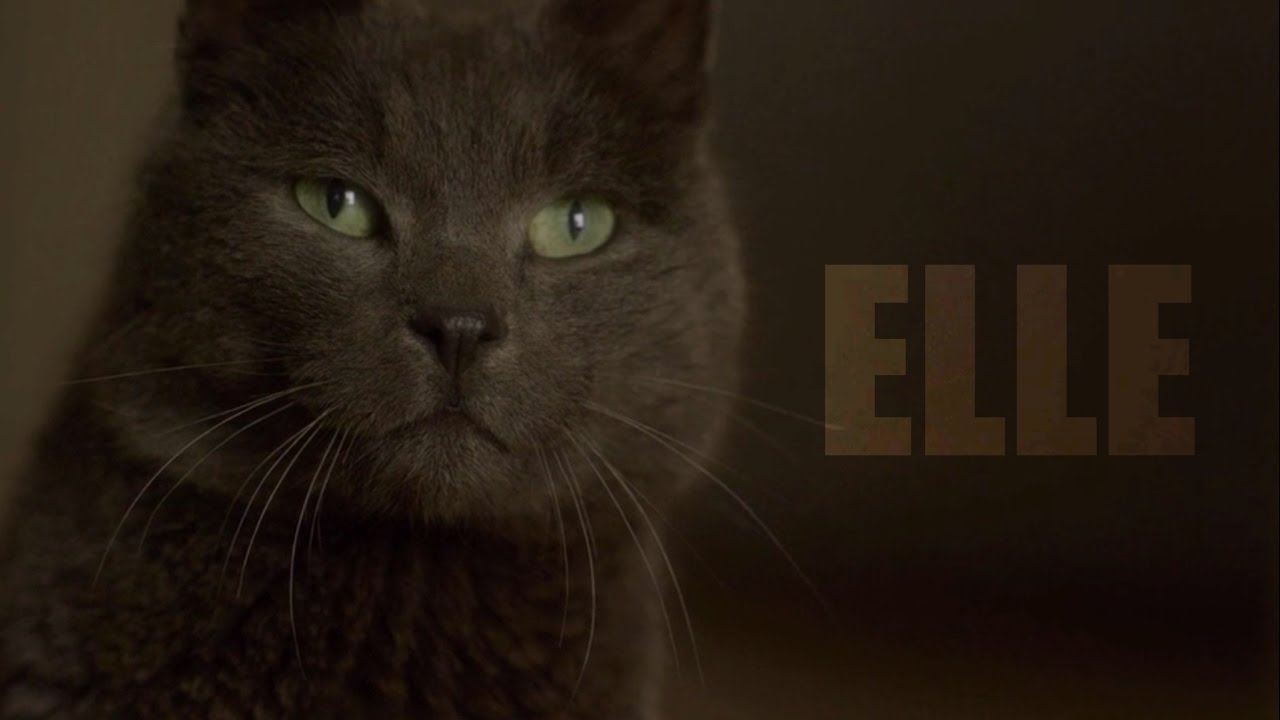 Elle Analysis: In Defense of Dark Comedy