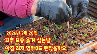 고추 가식 2026년 괴산청결고추 충북 괴산 풀뿌리농장 육묘장 고추모종 가식하는 과정 상세히 공개 고추모종키…