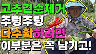 고추곁순제거 이부분 남기고 따주었더니 대박 고추가 주렁주렁 고추농사 고추재배