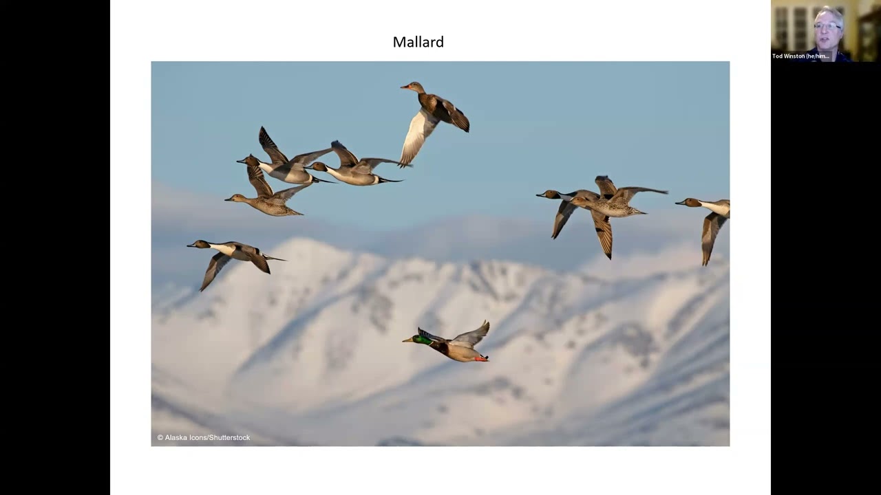 INTRO TO BIRDING WEBINAR WITH NYC BIRD ALLIANCE