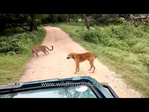 download lagu mp3 mp4 Dog Vs Panther, download lagu Dog Vs Panther gratis, unduh video klip Dog Vs Panther