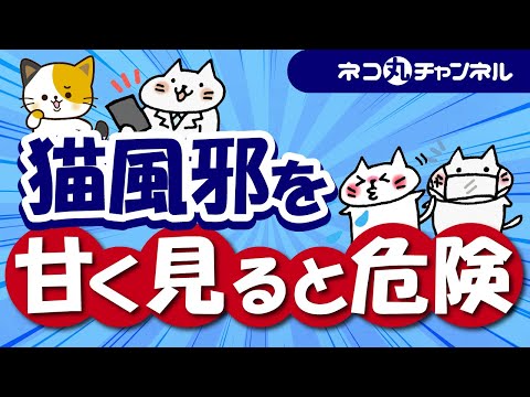 猫の三徴候 – 症状と治療法