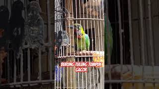 Download lagu burung tulung tumpuk gacor #shortsviral mp3