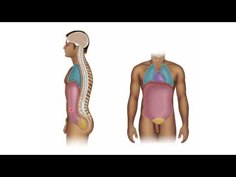 Anatomía introducción y posiciones anatómicas