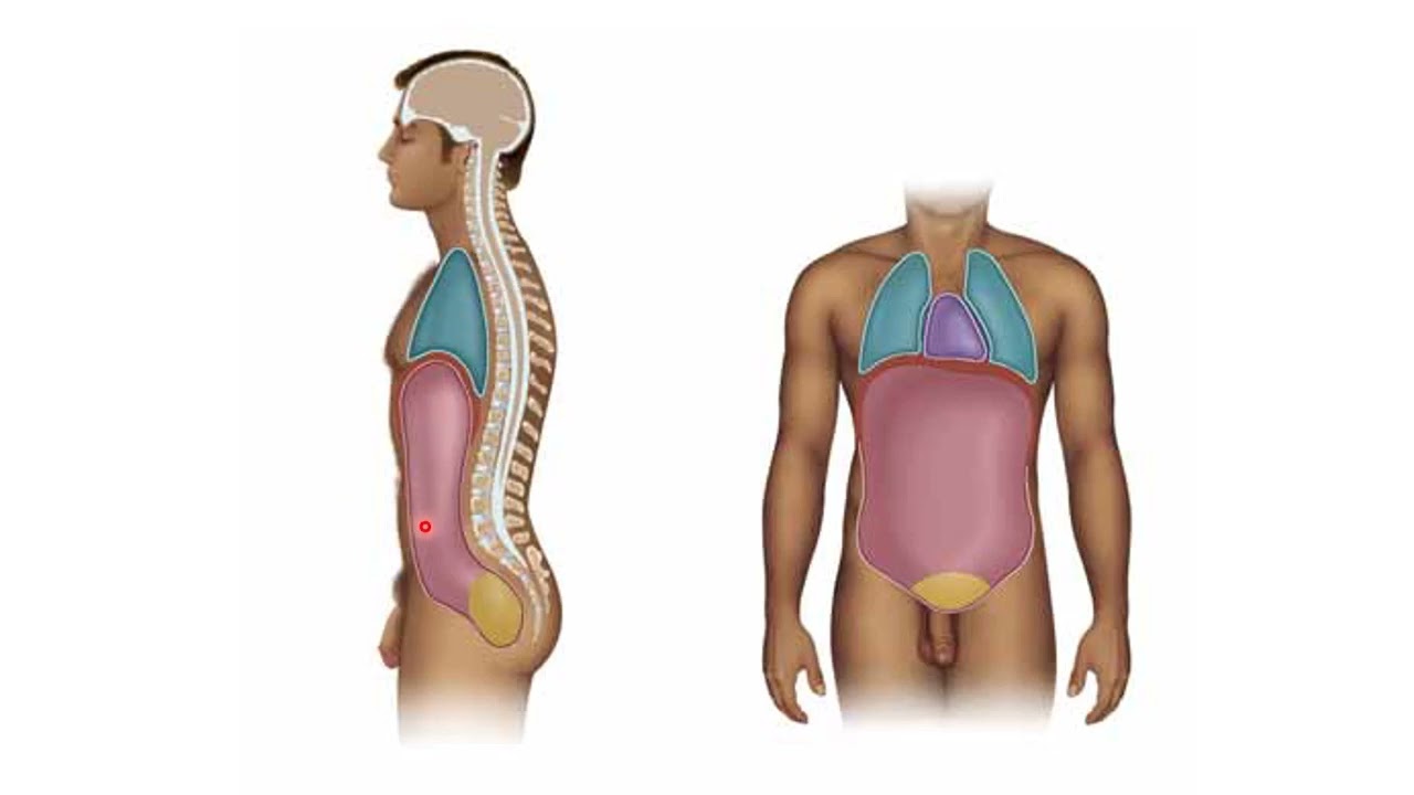 Anatomía introducción y posiciones anatómicas