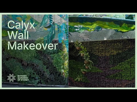 The Calyx wall makeover | timelapse transformation in the Royal Botanic Garden Sydney