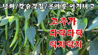 [고추]냉해/칼슘결핍/응애피해 이겨내고 다닥다닥 달렸습니다.
