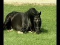 Kostolany - Famous trakehner stallion (Totilas, Blue ...