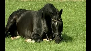 Video von Kostolany