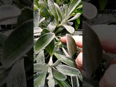 他の植物を守る、長く咲き続けるグランドカバーフラワー9種！  庭園