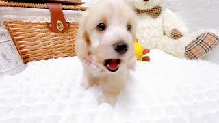 ハーフ犬の動画01