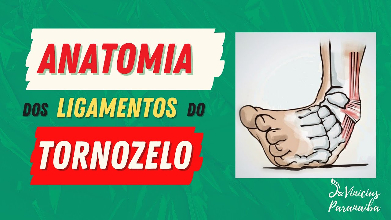 Anatomia dos Ligamentos do Tornozelo
