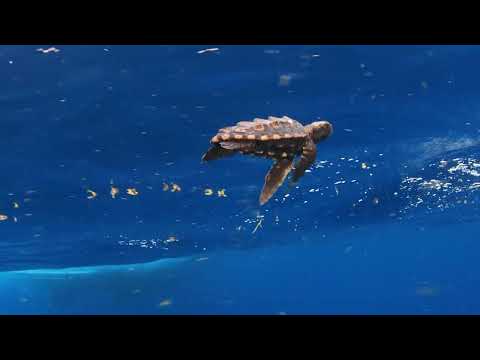 The Loggerhead Lost Years