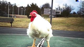 This Rooster Refused To Sleep In The Hen House  Then His Owners Discovered The Distressing Reason