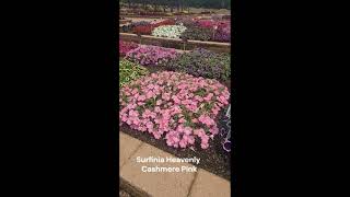 Surfinia Heavenly Cashmere Pink petunia