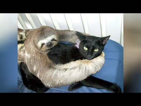 Inter-species Friendships That Melted My Heart