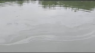 Flooding and Fish Feeding