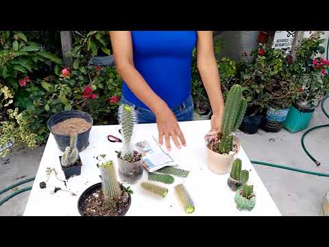 , title : 'Como Reproducir Cactus por Esquejes (Corte)'