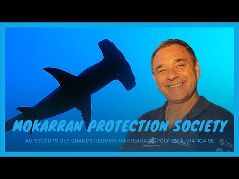 🎙️ Mokarran Protection Society : au secours des grands requins marteaux avec Jean-Marie Jeandel