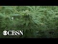 Weed The People Documentary Follows Children With Cancer Receiving Cannabis Treatments