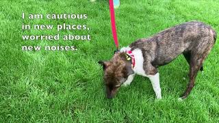 Video of Scooby