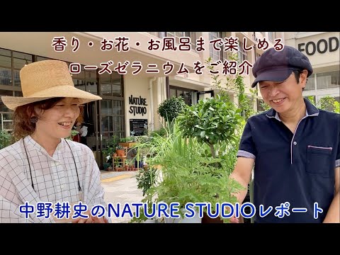 ローズゼラニウム、強臭ゼラニウム、ペラルゴニウム・グラベオレン