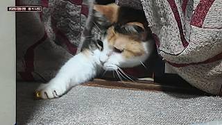 三毛猫フミちゃん  LIVE配信   2026年8月28日　calico cat　(LIVE stream)