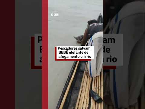 Pescadores remam 4 km para salvar elefantinho bebê de afogamento na Índia