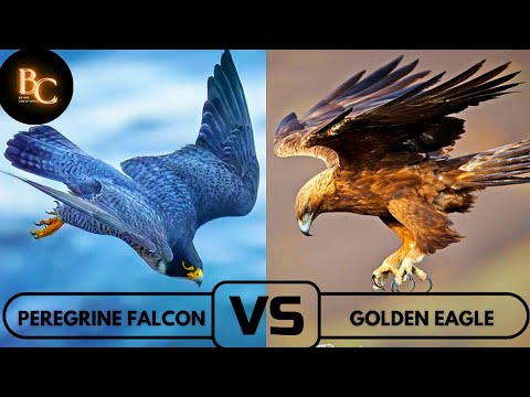 Falcon vs Eagle| The Fight You Can’t Stop Thinking About