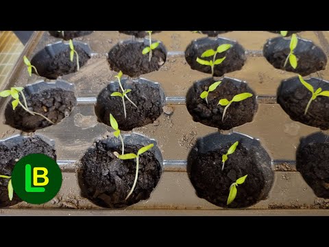 Šta je PIKIRANJE PARADAJZA i kako se izvodi