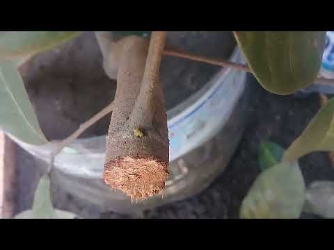 experimen turun cangkok media pasir part#2.. #2022