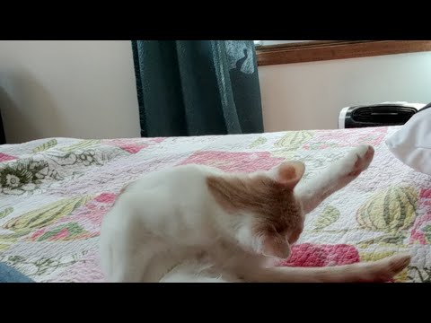 Close up 2018-09-21 Meter, Faculty, Verse and kittens