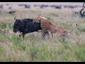 Lion Chasing Wildebeest